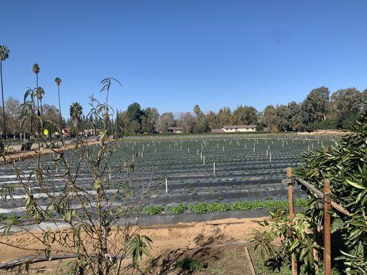Raul and Family Farms
