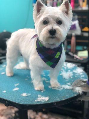 Empire Pets Salon & Boutique