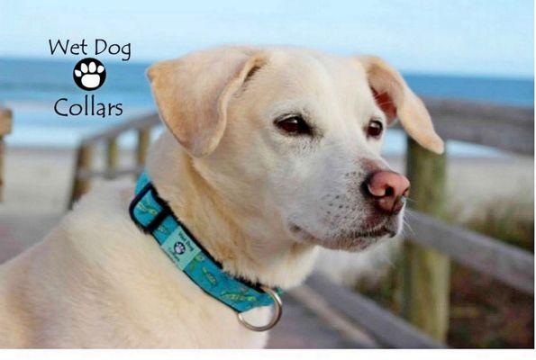 Wet Dog Collars