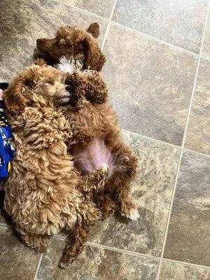 Dirty Dawg Pet Spa & Rescue