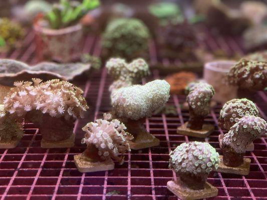 Harry’s Marine Life - Gardena