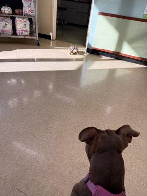 Tortoise waiting area