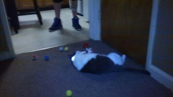 Please help us find Gertie last seen Sept 17 on Avenue B family misses her REWARD please call (978)788-4041