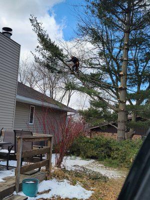 Pro Cut Tree Care