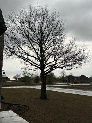 AJ Tree Service