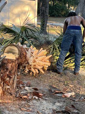 Newtons Tree Removal