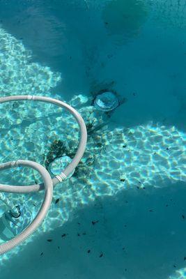 This picture was taken few minutes after the "cleaning" and weekly maintenance