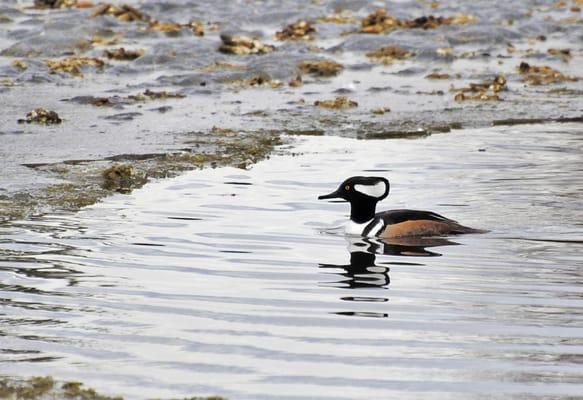 The pond has a nice variety of birds.