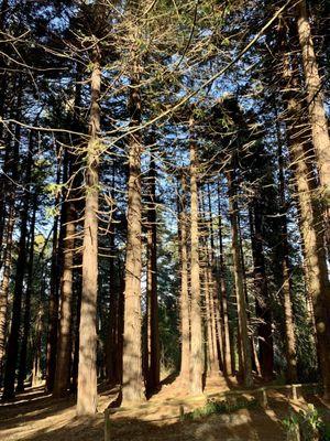 Redwood Memorial Grove