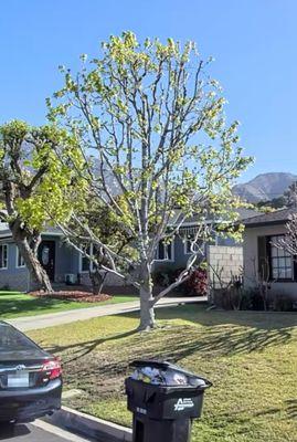 Oscar's Tree Service