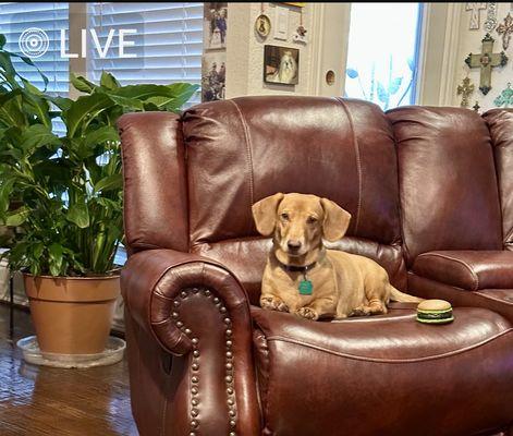 Coit Hedgcoxe Animal Hospital