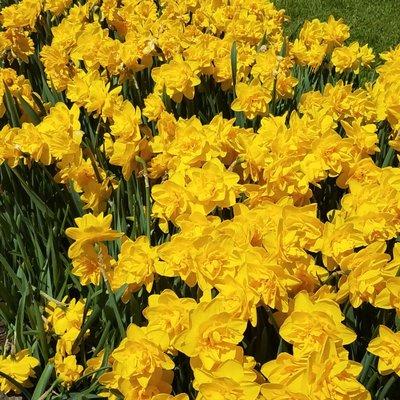 Meriden Daffodil Festival