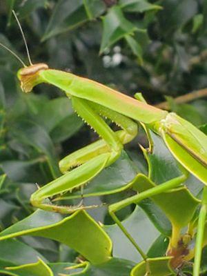 Delco Pest & Termite Service