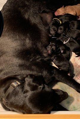 True Blue Service Dogs, Inc