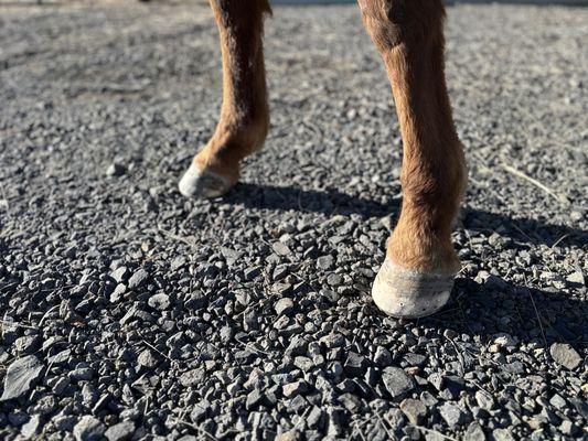 Chase Buchanan Equine Farrier Service’s