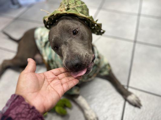 At Witt’s End Maui