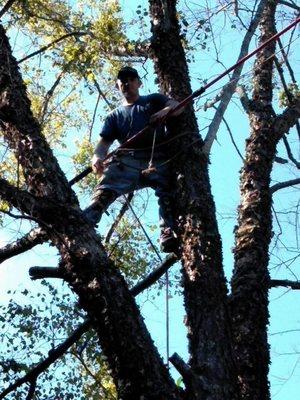 J L Shiffletts Tree Service