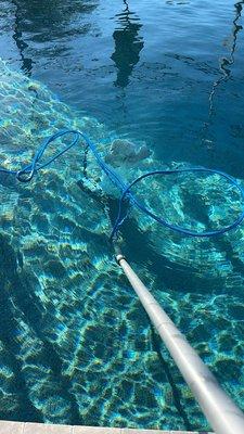 Pat’s Premium Pool Service