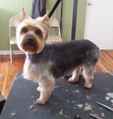 Canine Country Clips