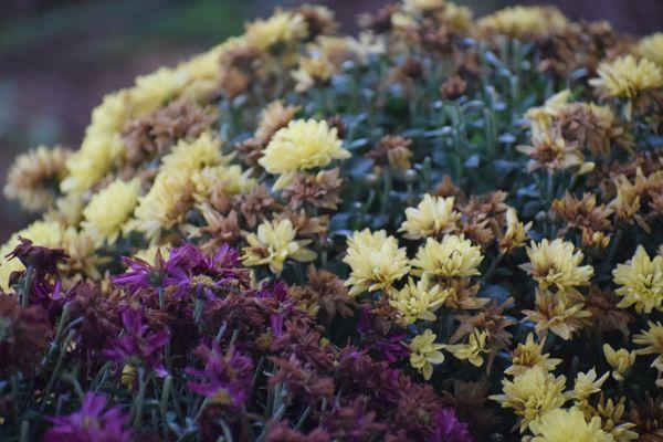 Serene Silver Photography