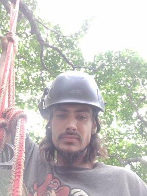 Cut Wood Tree Service