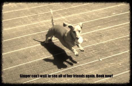 Stop by and pet Ginger!