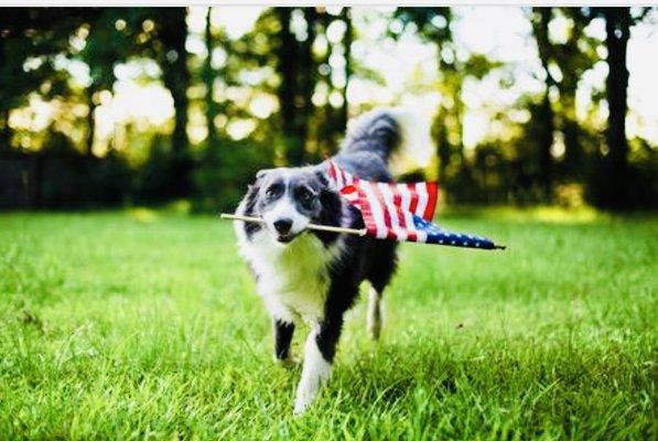 The Professional Dog Walkers and Pet Sitters