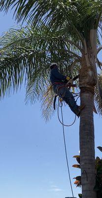 E and C Landscaping Maintenance