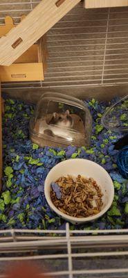 Bird & Pet Clinic of Roseville