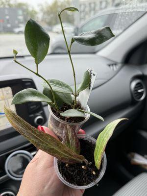 Hoya bordenii & Hoya walliniana UT152