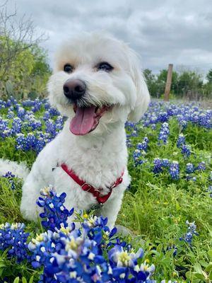 Austin Moss Creations