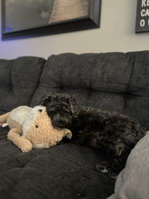 Bayshore Animal Hospital-Ormond Beach