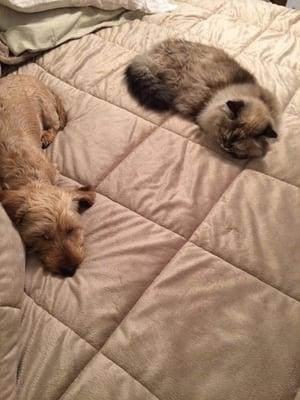 Jessie to does not enjoy riding anywhere is the shy one but its always a great caring patient visit