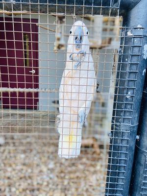 This bird always say I love you. So cute.