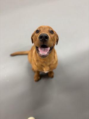Red lab puppy