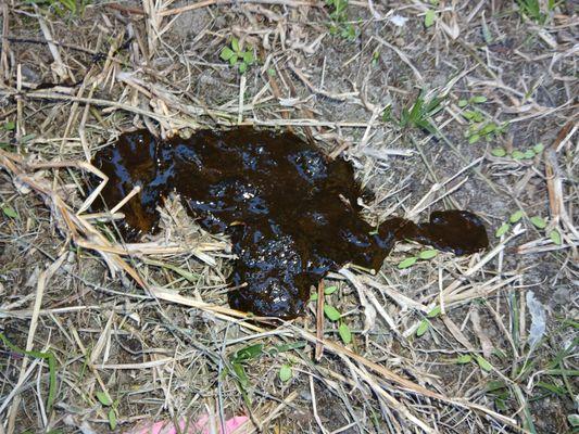 Hope Springs Veterinary at Sajo Farm