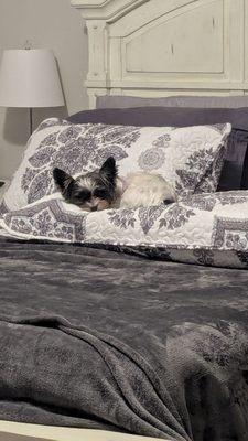 Tiffany's Colorful Yorkie's