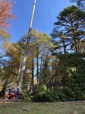 Curb Appeal Tree Service