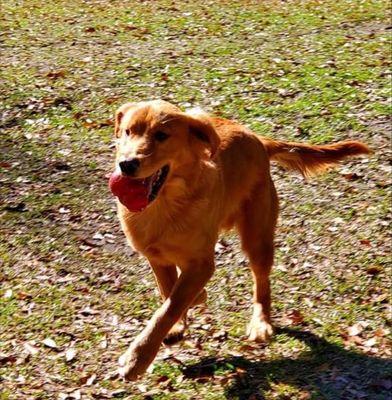 The International K9 Foundation