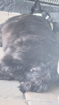 This is the torture they put her through and shaved her "privates"... Its awful and heartbreaking