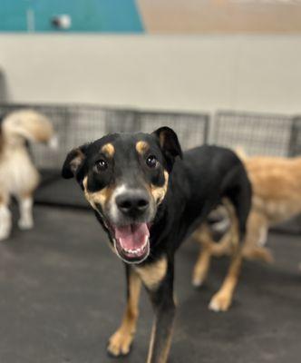 Dogtopia of East Pasadena