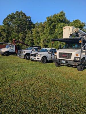 Watkins Tree Experts