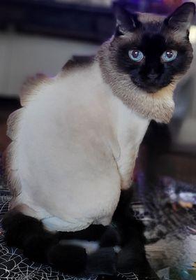 Purrr Luxury Cat Grooming