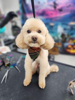 PAWS Pet Concierge Services