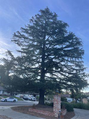 All Access Tree Care