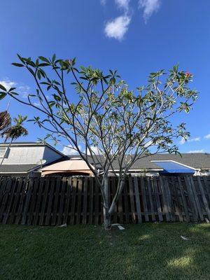 Plumeria tree