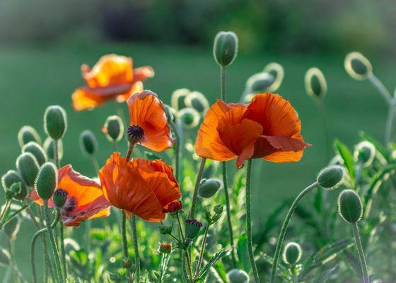 Sierra Injury and Sports Rehab