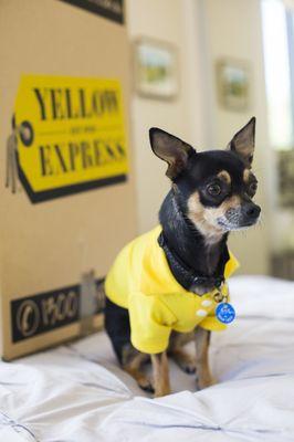 Because who doesn't love a puppy?