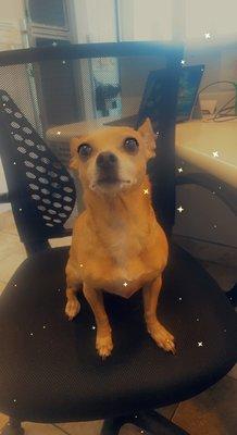 Union Park Veterinary Hospital