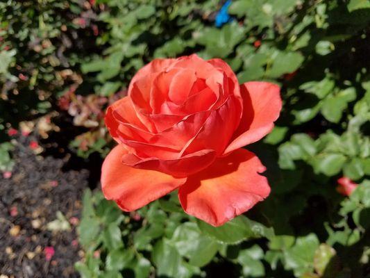 Favorite color of rose.